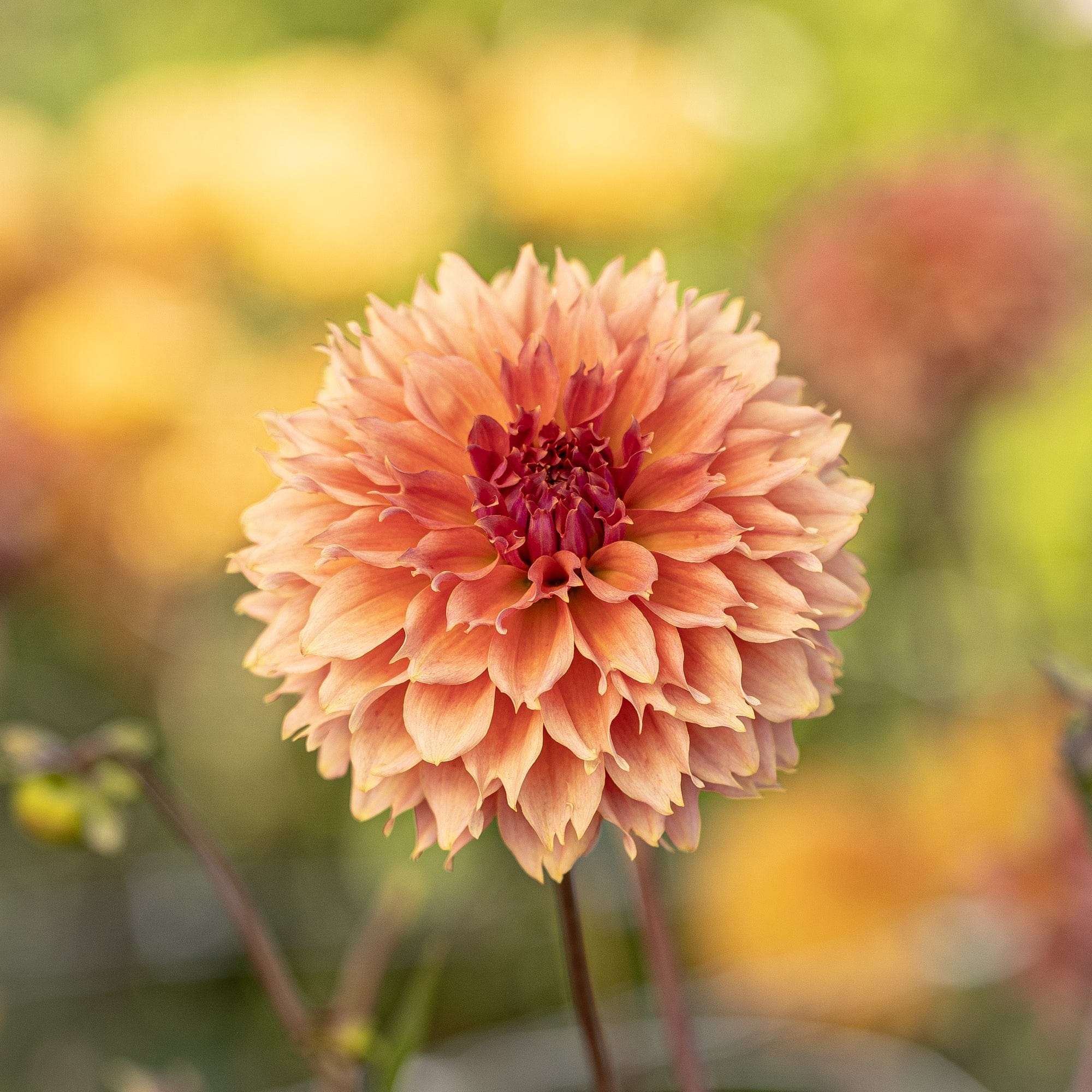 Dahlia 'Orange Fubuki'